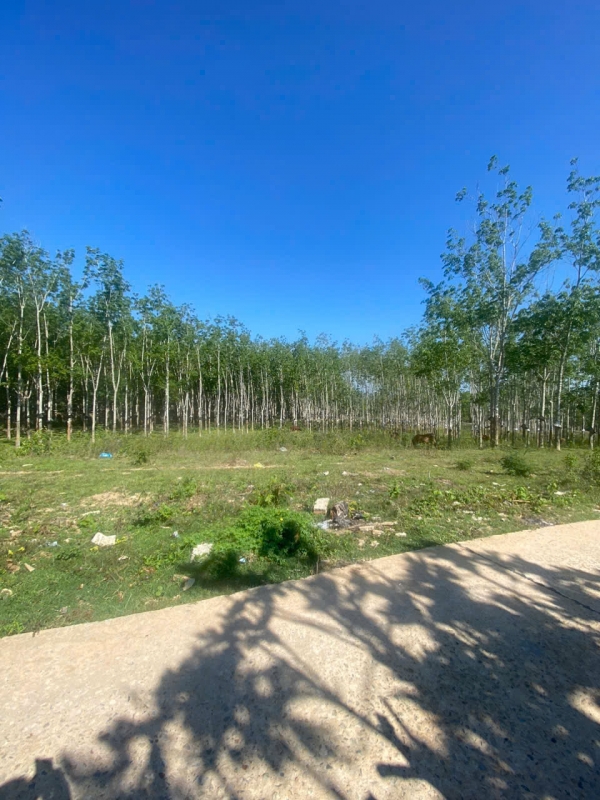 Bán đất đường bê tông, P. Duy Tân, Tp Kon Tum