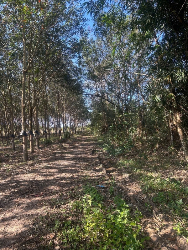 Bán lô cao su tại Đăk Cấm