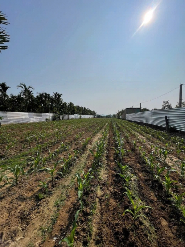 Bán đất thôn Konltra Chốt, P. Thống Nhất, TP, Kon Tum