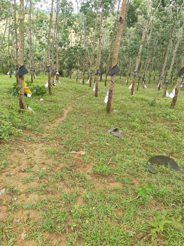 Bán rẫy cao su Thôn 9, ĐắkLa, Đắk Hà, Kon Tum