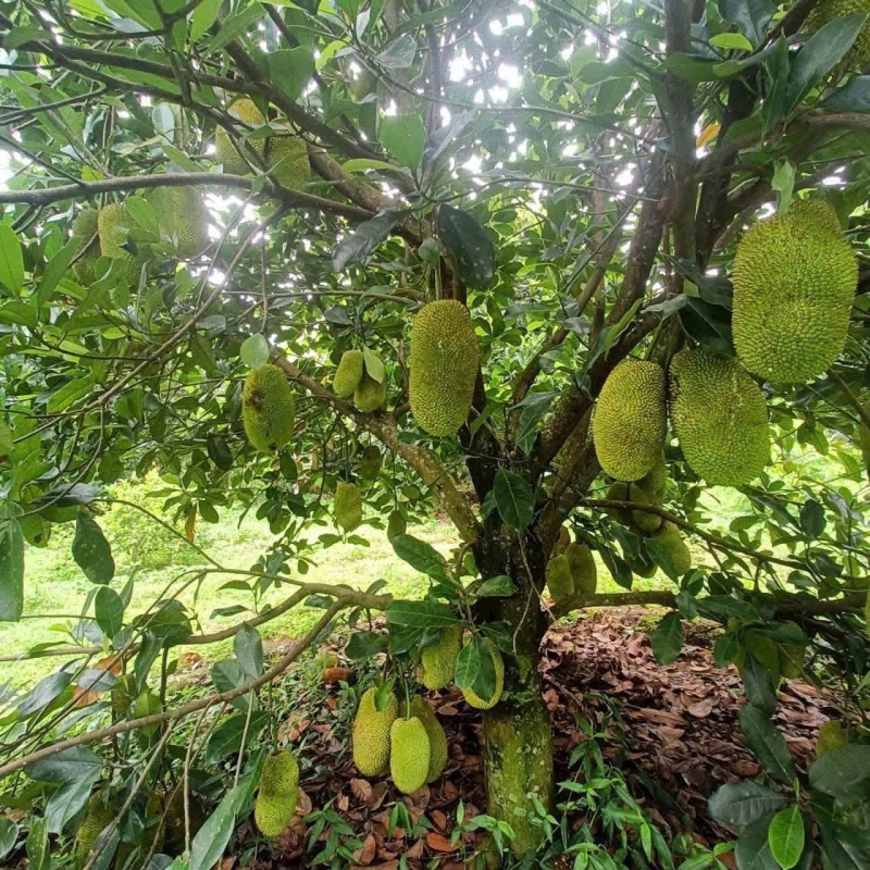 Bán đất Thôn 2, Hòa Bình, Tp. Kon Tum